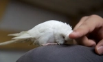Jak zkrotit papoušek, zkrotit divoký nebo dospělý papoušek do rukou